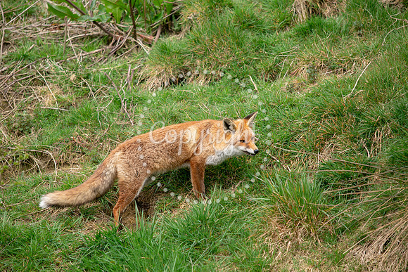 Wildlife-1193