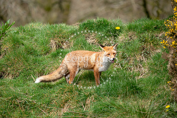 Wildlife-1187