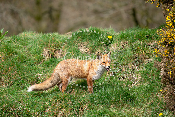 Wildlife-1183