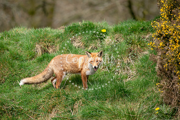 Wildlife-1179