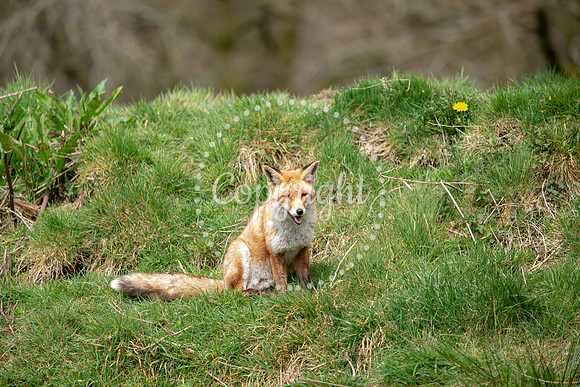 Wildlife-1177