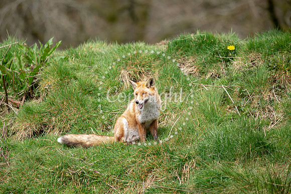 Wildlife-1175