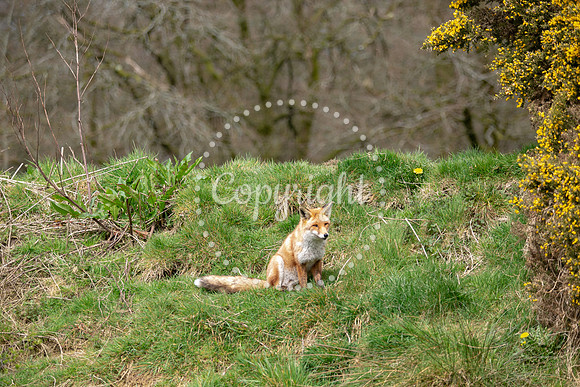 Wildlife-1171