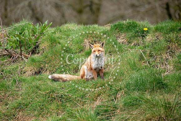 Wildlife-1169