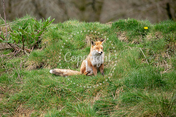 Wildlife-1167
