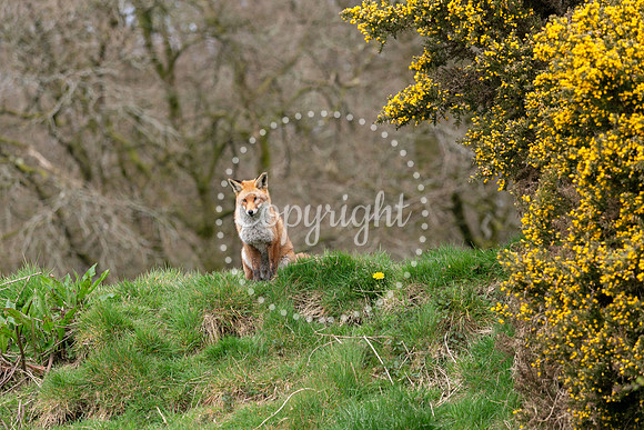 Wildlife-1157