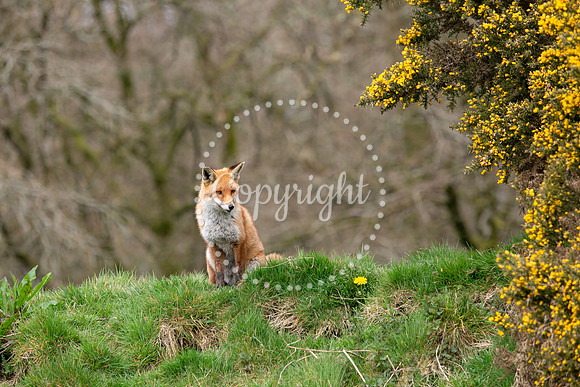 Wildlife-1155