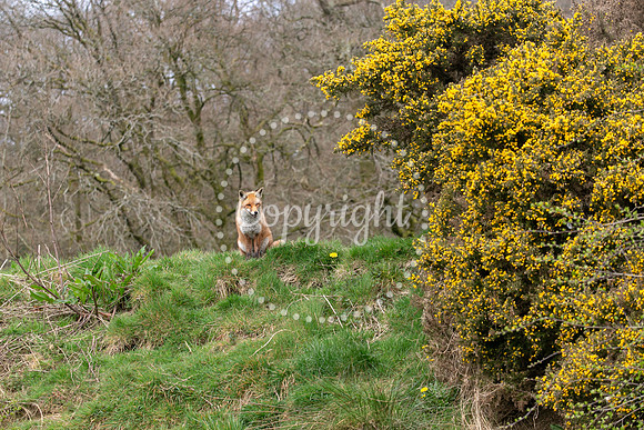 Wildlife-1151
