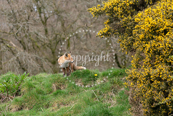 Wildlife-1149