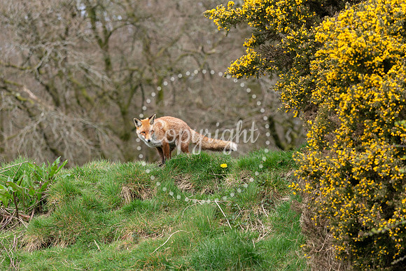 Wildlife-1147