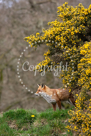 Wildlife-1145