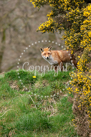 Wildlife-1143