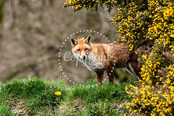 Wildlife-1141