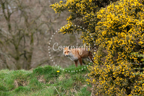 Wildlife-1139