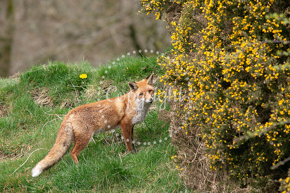 Wildlife-1135