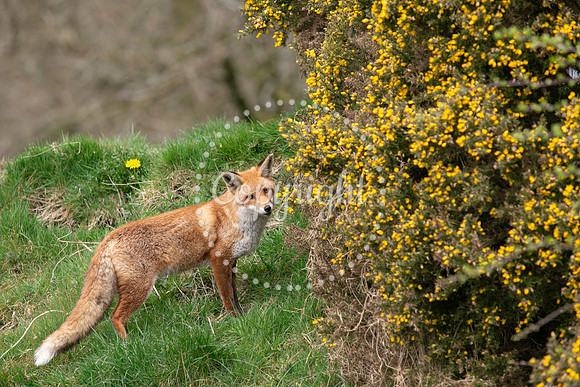 Wildlife-1133