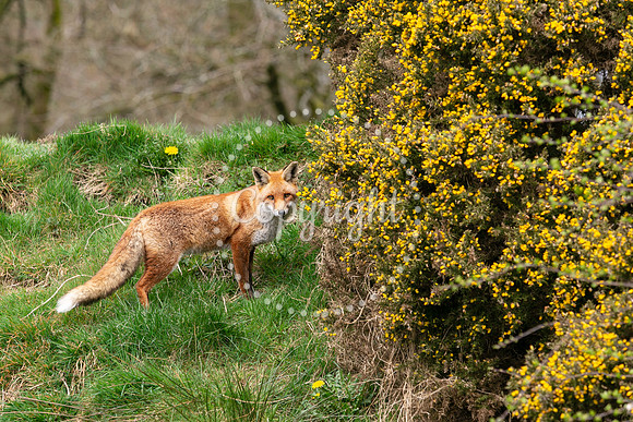 Wildlife-1129