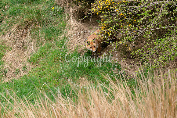 Wildlife-1119
