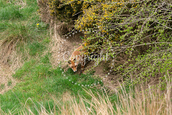 Wildlife-1117