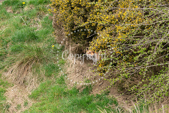 Wildlife-1113