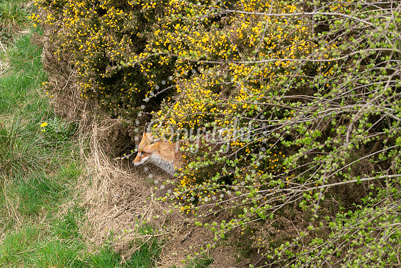 Wildlife-1111