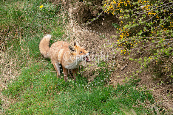 Wildlife-1107