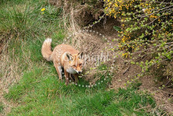 Wildlife-1105