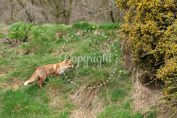 Wildlife-1101