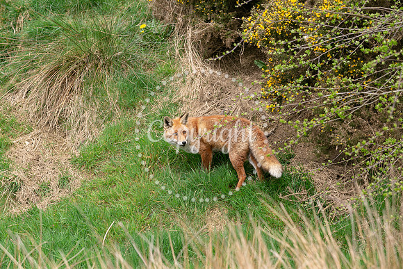 Wildlife-1099