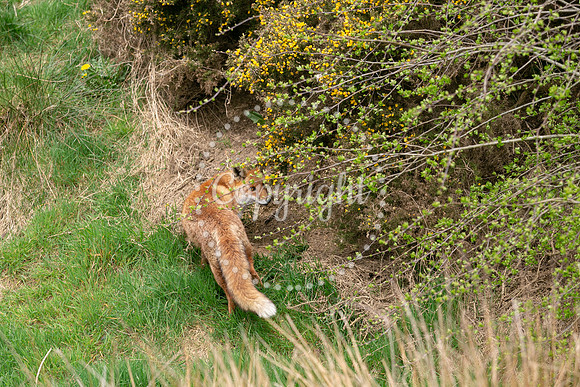 Wildlife-1097