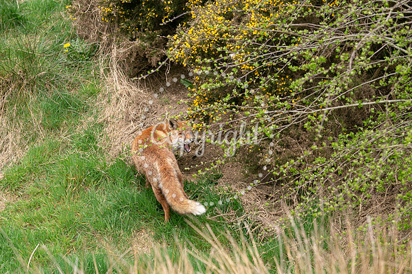 Wildlife-1095