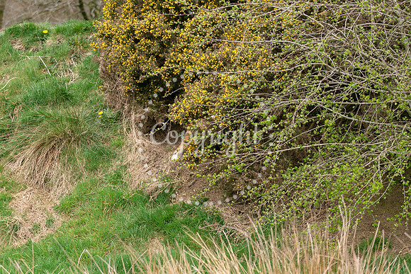 Wildlife-1093