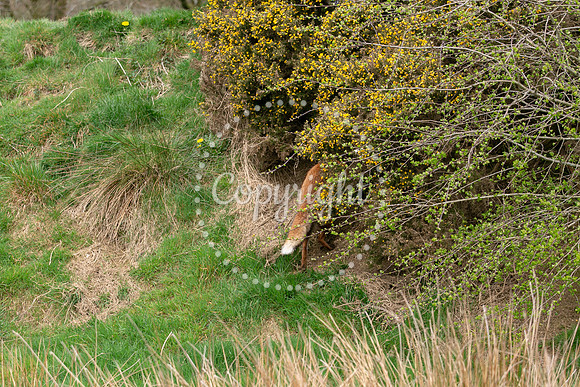 Wildlife-1091