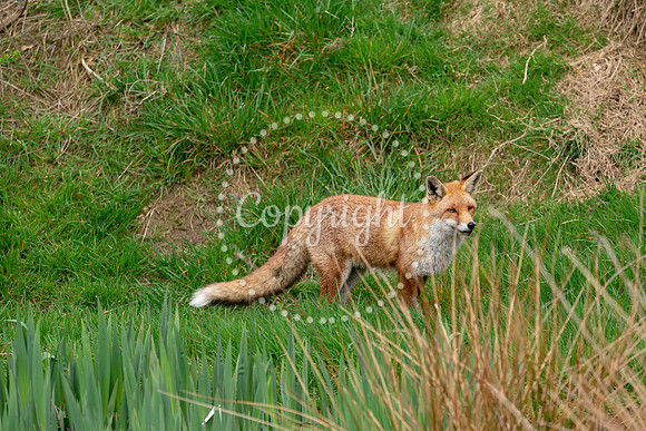 Wildlife-1081