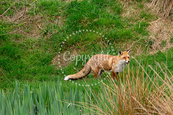 Wildlife-1085