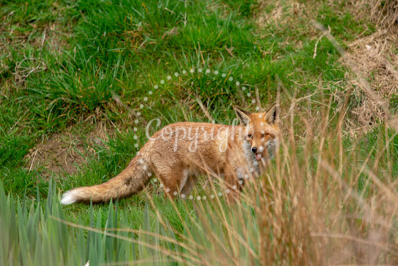 Wildlife-1075