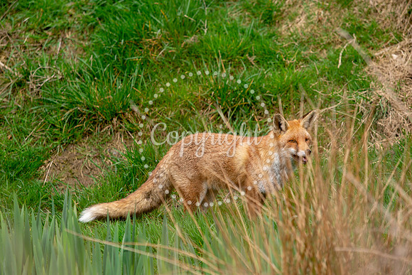 Wildlife-1077
