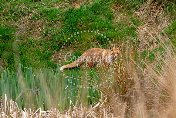 Wildlife-1071