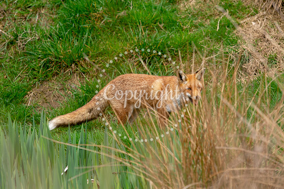 Wildlife-1069