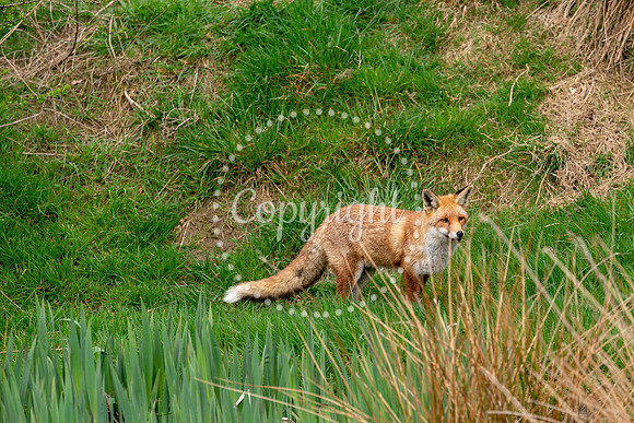Wildlife-1083