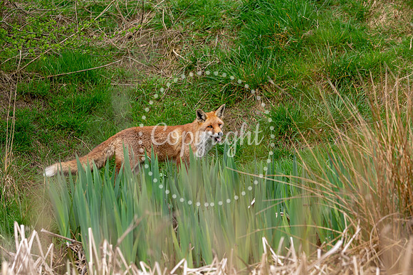 Wildlife-1063