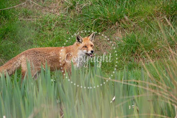 Wildlife-1061