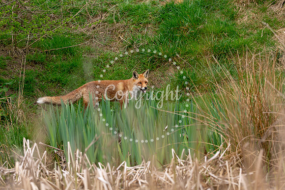 Wildlife-1059