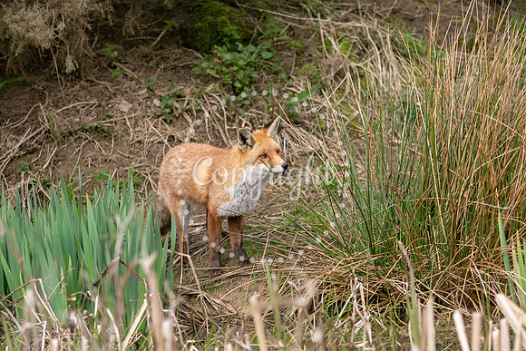 Wildlife-1055