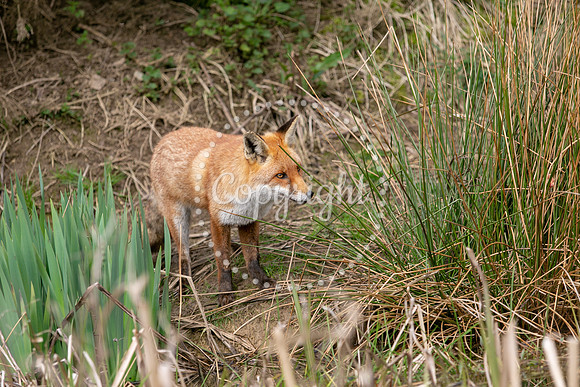 Wildlife-1053