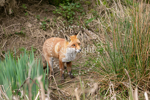 Wildlife-1051
