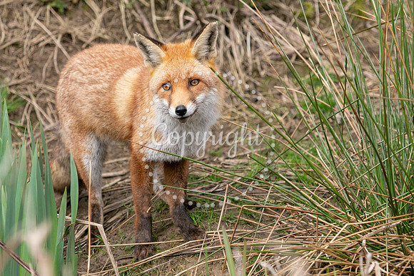 Wildlife-1049