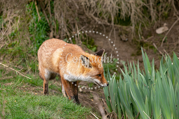Wildlife-1037