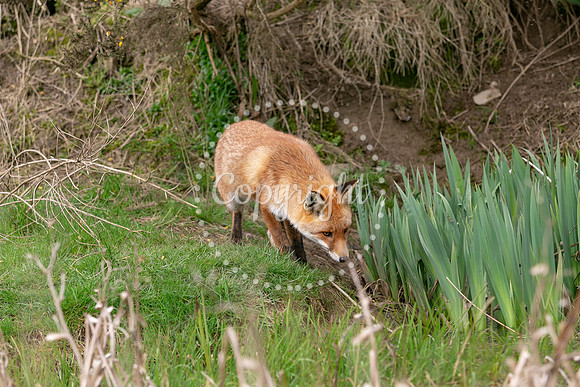Wildlife-1035