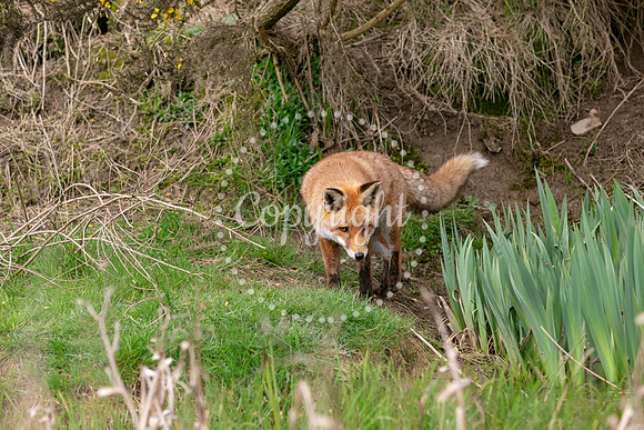 Wildlife-1033